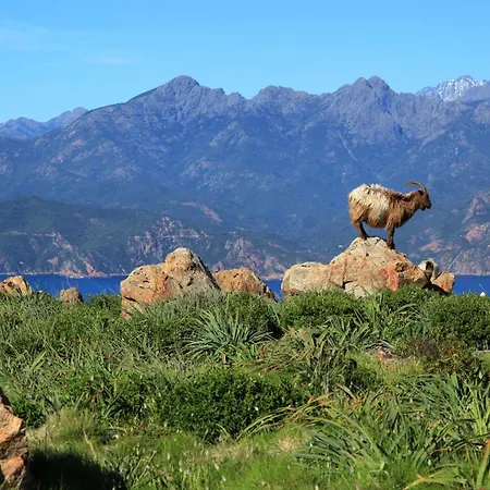 Residenza L 'alivetu