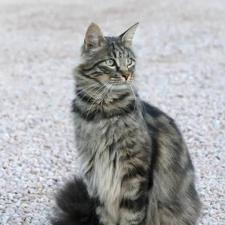 アパートホテル Residenza L 'alivetu カルジェーズ