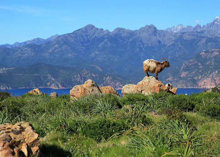 Residenza L 'alivetu