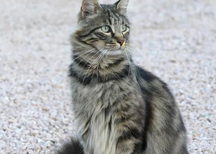 Aparthotel Residenza L 'alivetu Cargèse